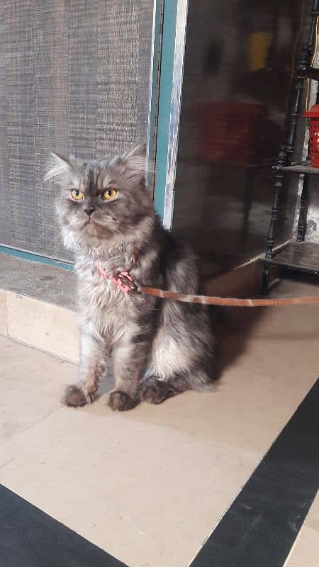 male female cat Persian 4