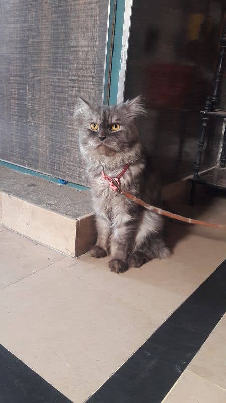 male female cat Persian 5