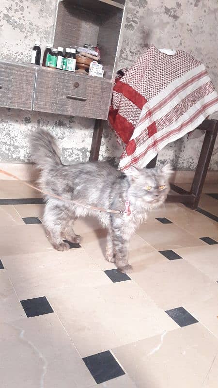 male female cat Persian 7