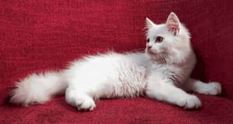 Persian Tripple Coated Male Kitten for Sale