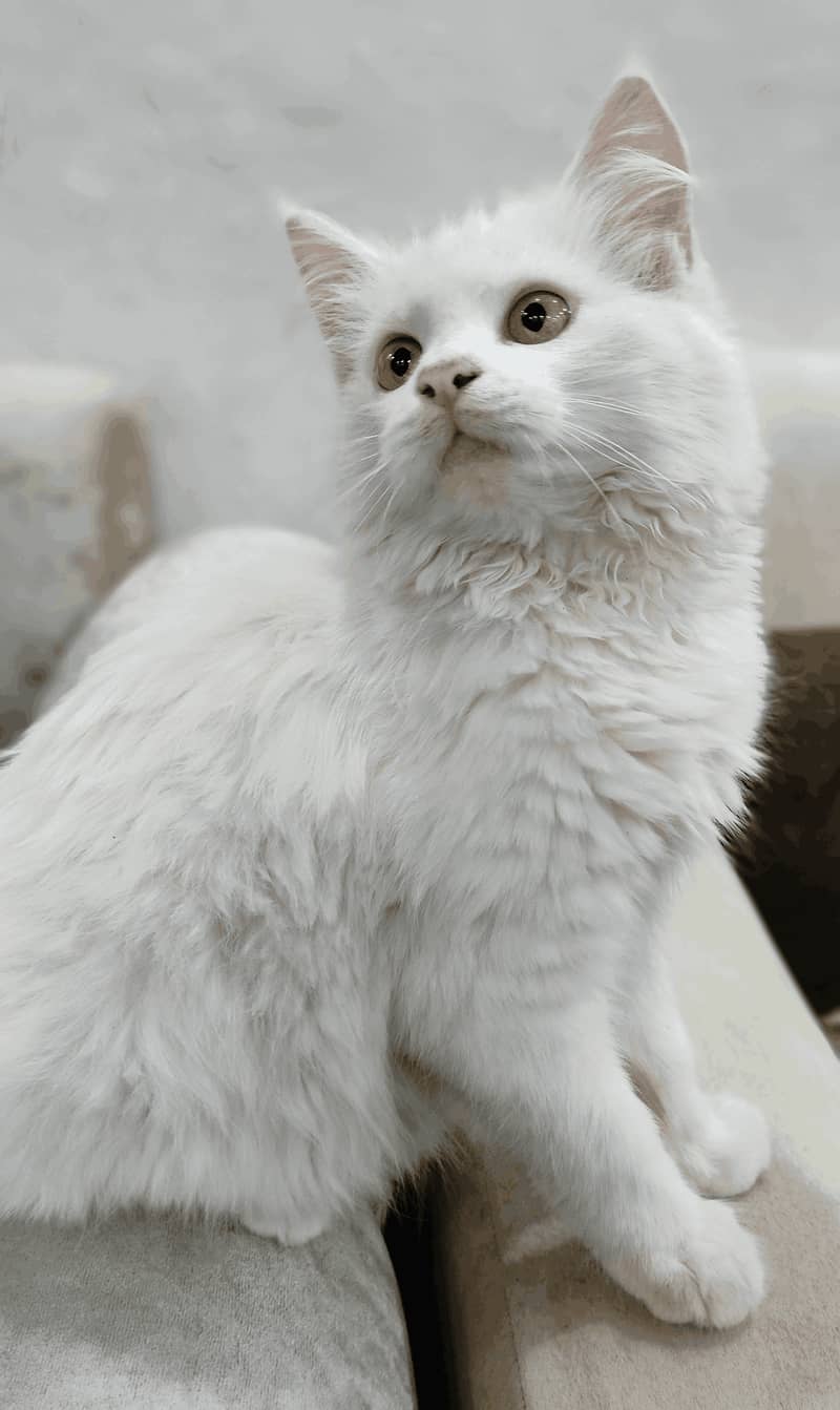 Persian Tripple Coated Male Kitten for Sale 1