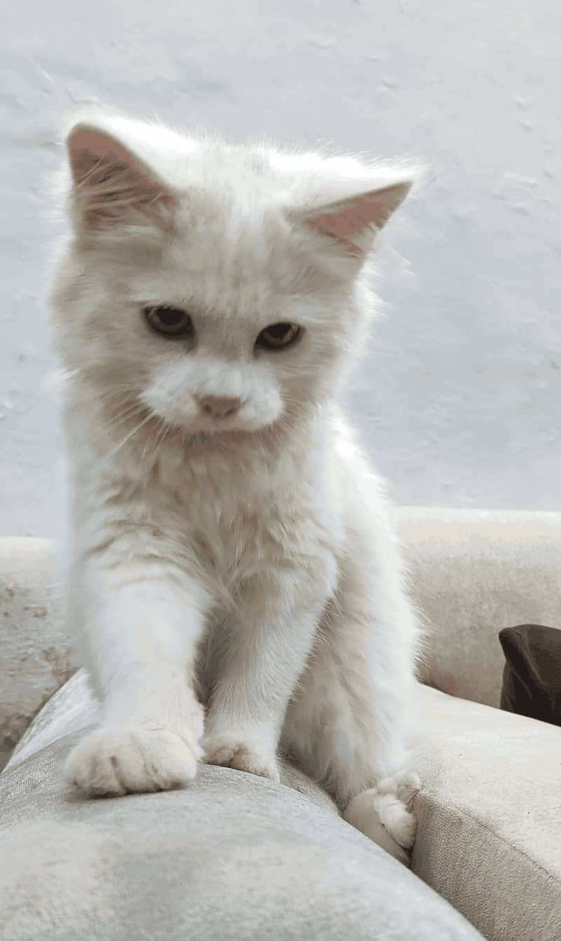 Persian Tripple Coated Male Kitten for Sale 2