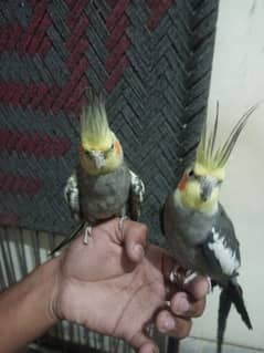 cocktail hand tame and breeder pair