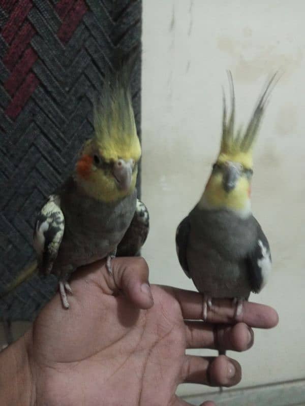 cocktail hand tame and breeder pair 1