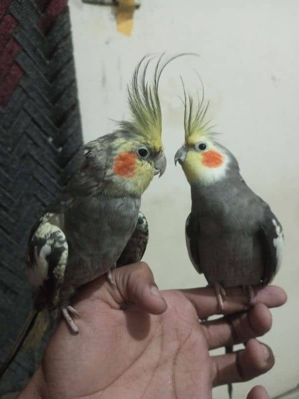 cocktail hand tame and breeder pair 2