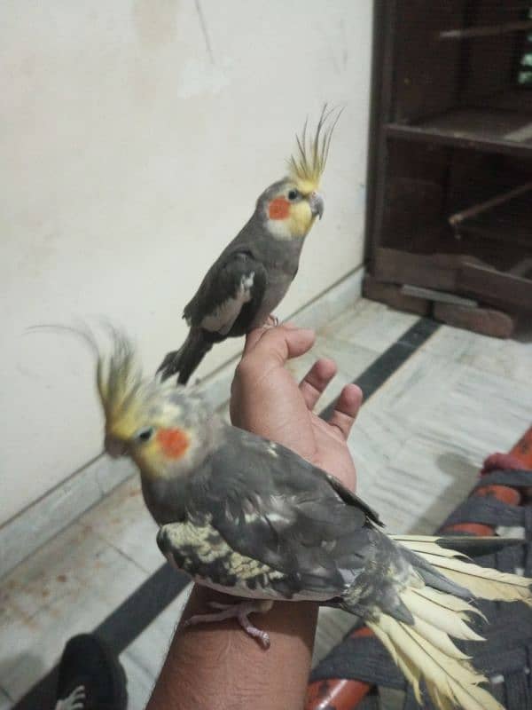 cocktail hand tame and breeder pair 7