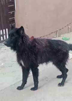 black German shepherd long coat male