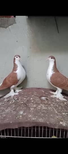 lahori Sherazi breeder pair