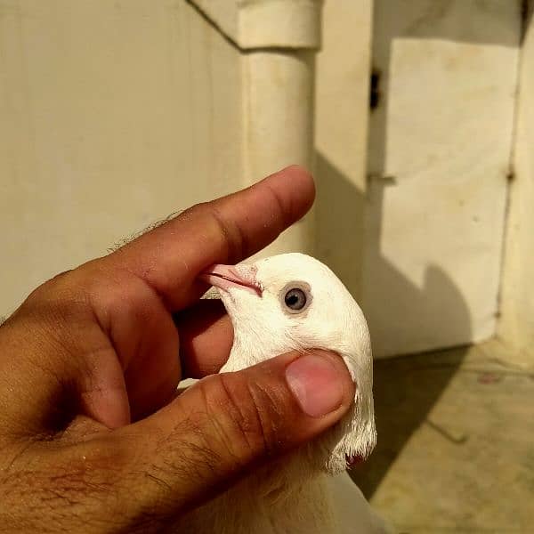 Kabli pigeons 2 male 1 Pair 5