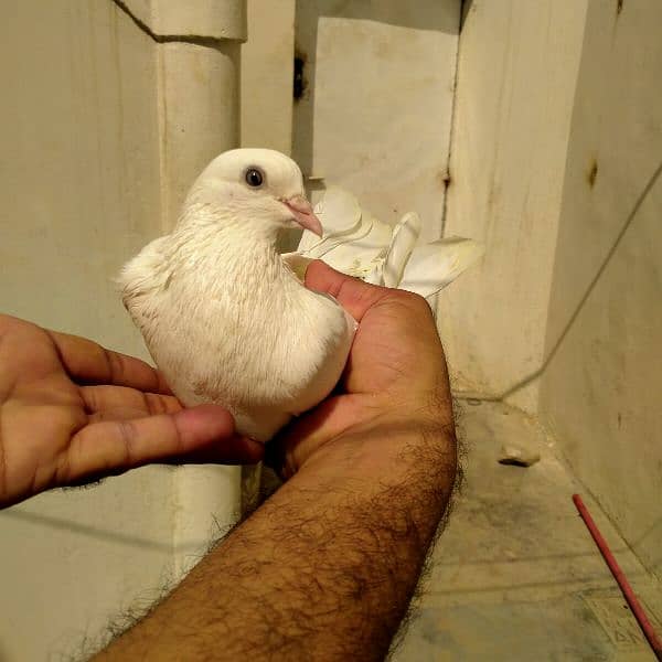 Kabli pigeons 2 male 1 Pair 6