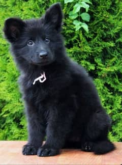 Black German shepherd