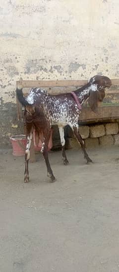 makhi cheni female bakri 03009782821