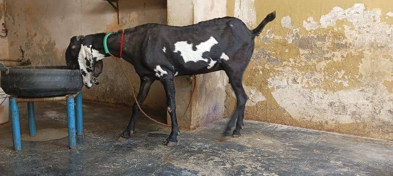 BLACK AMRATSARI BEETAL FEMALE & BLACK MAKHI CHEENI FEMALE KID FOR SALE 2