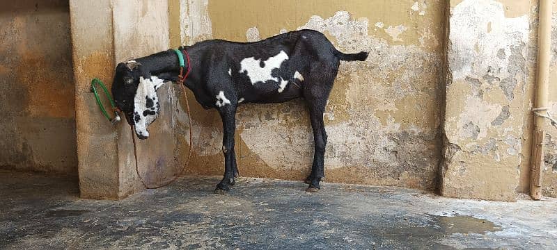 BLACK AMRATSARI BEETAL FEMALE & BLACK MAKHI CHEENI FEMALE KID FOR SALE 3