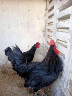 australop 4 female and 2 males available