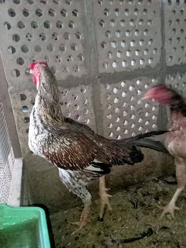 Aseel pair eggs laying female 2