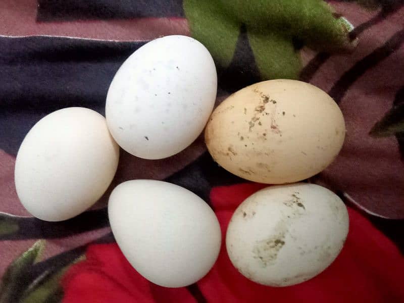 Aseel pair eggs laying female 3