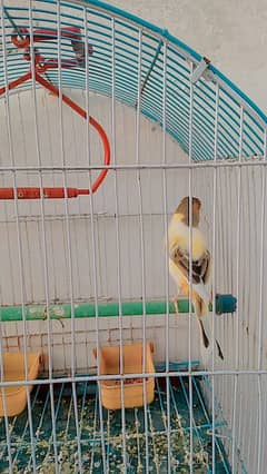 singing Canary with cage