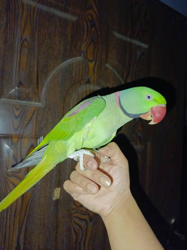 raw parrot with cage tame parrot 1