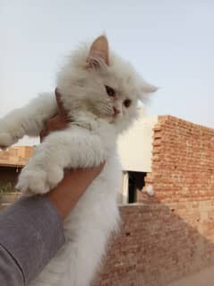 Persian Kitten