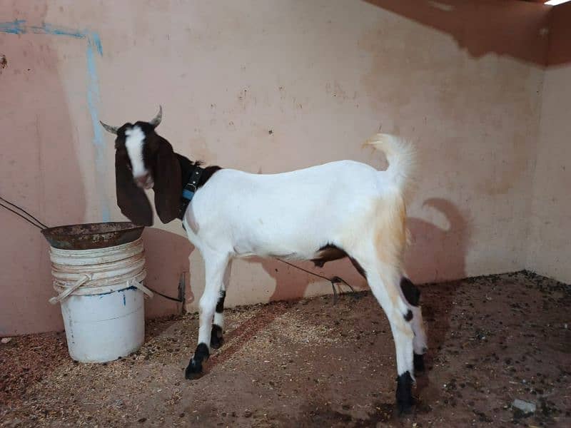 Sindhi Bakra 0