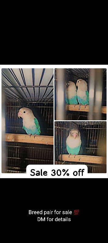 I am selling my lovebirds breeder pair 0