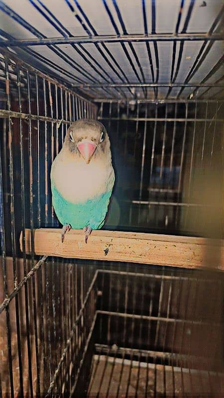 I am selling my lovebirds breeder pair 1