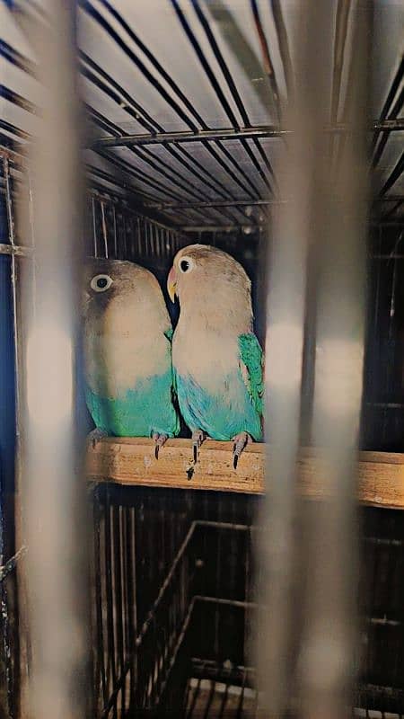 I am selling my lovebirds breeder pair 2