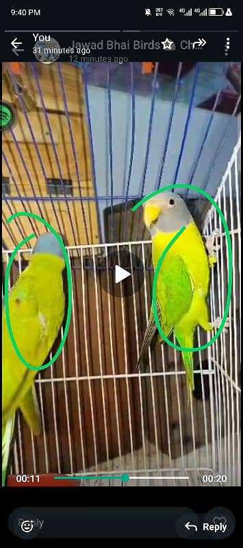 I am selling my lovebirds breeder pair 3