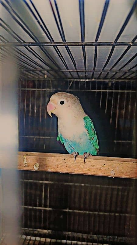 I am selling my lovebirds breeder pair 4