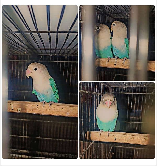 I am selling my lovebirds breeder pair 5