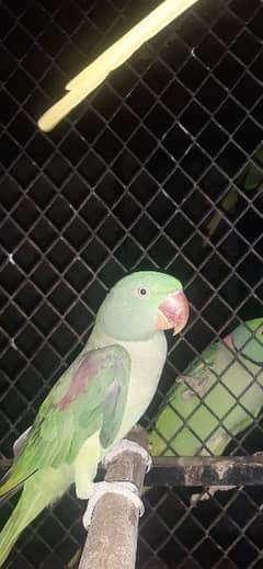 Raw Parrot Breeder Female Available