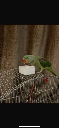 raw parrot hand tame for sale