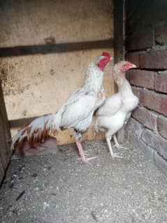 Aseel beautiful pair for sale