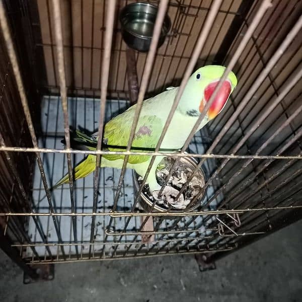 Raw male parrot / cage 0