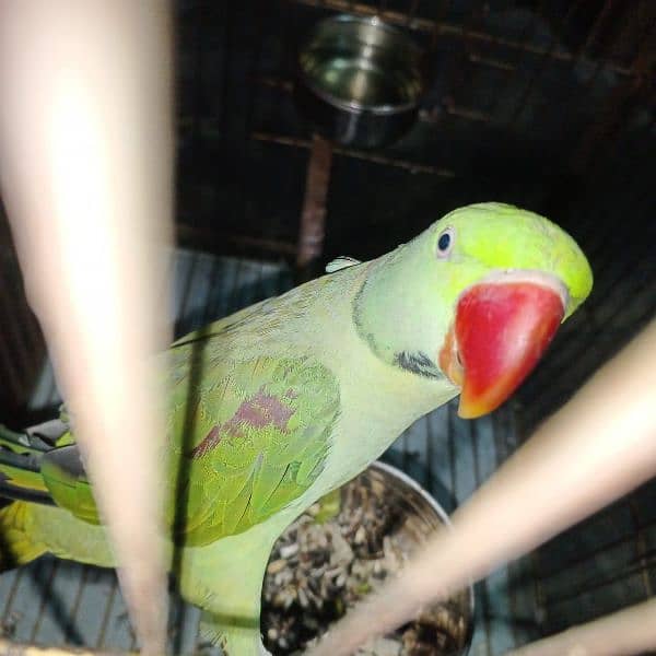 Raw male parrot / cage 1