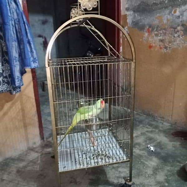 Raw male parrot / cage 3