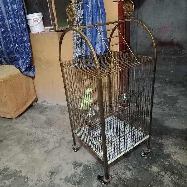 Raw male parrot / cage 4