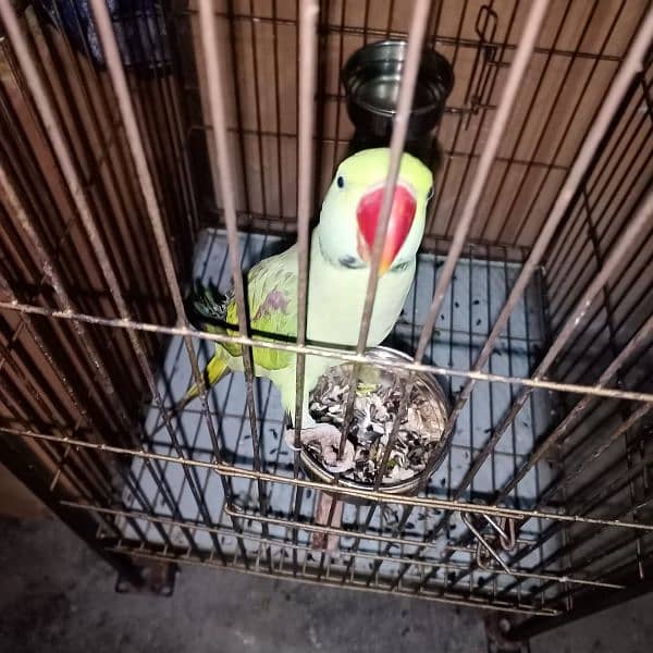 Raw male parrot / cage 5