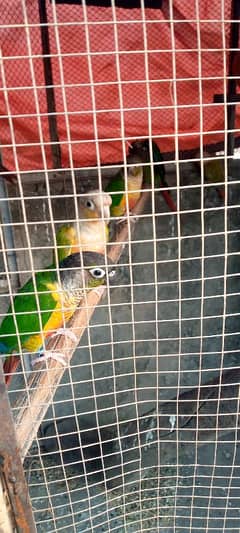 Green chick and pine apple conure