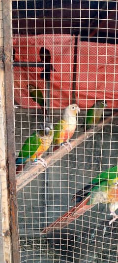 Conure Ring neck cocktail and love birds