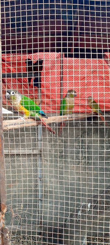 Green chick and pine apple conure 2