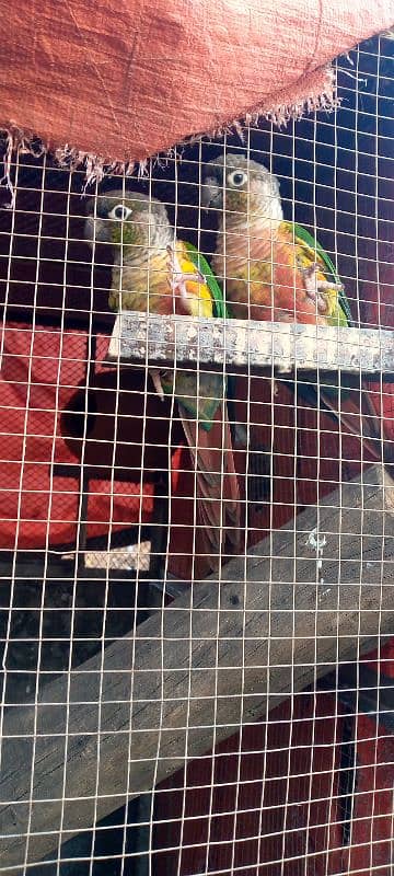 Green chick and pine apple conure 3