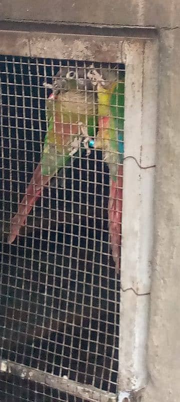 Green chick and pine apple conure 5