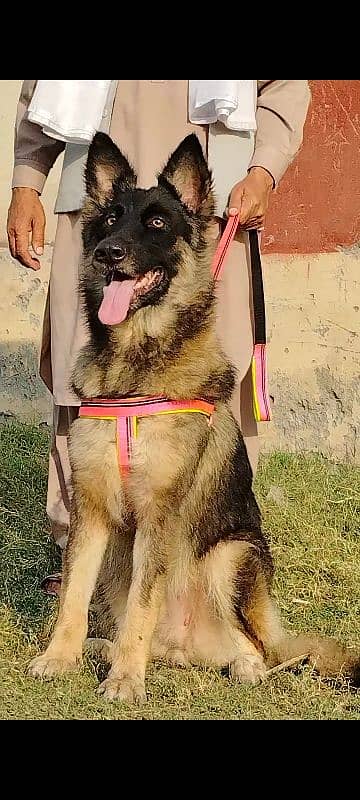 pure buagyary female age 12 month sequrty train for sale 1