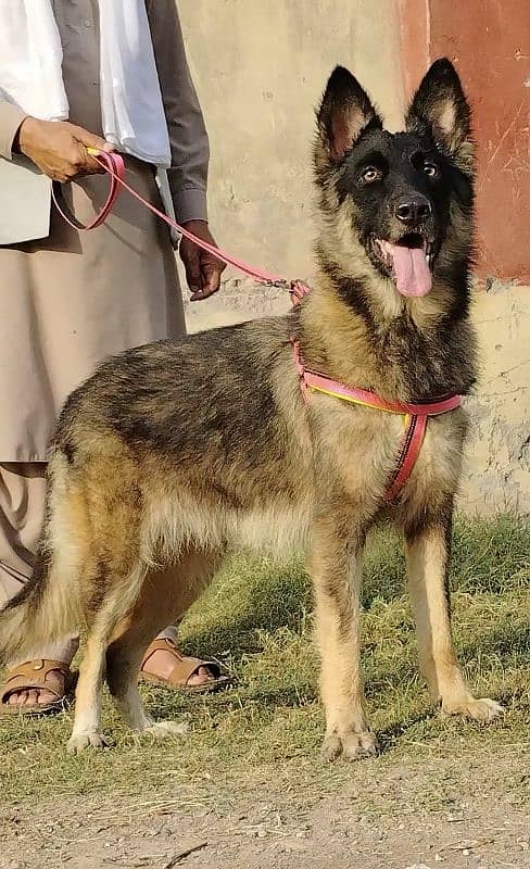 pure buagyary female age 12 month sequrty train for sale 2