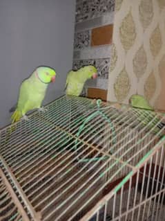 sale Ring Neck parrot 2 Female and 1 male