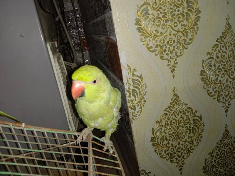 sale Ring Neck parrot 2 Female and 1 male 1