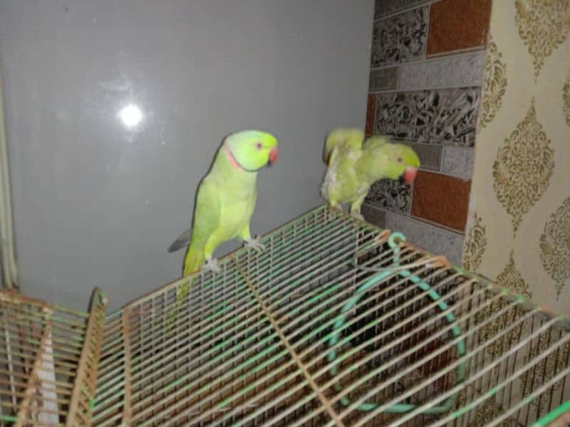 sale Ring Neck parrot 2 Female and 1 male 2