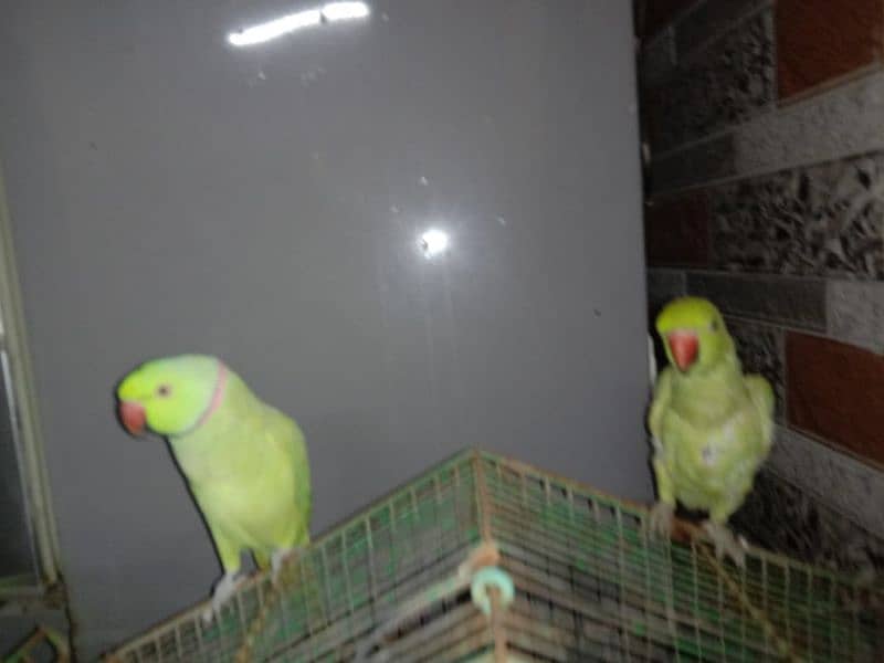 sale Ring Neck parrot 2 Female and 1 male 3